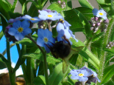 closeup einer Biene auf meinem Balkon am 15.4.09