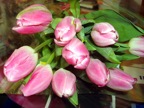 Tulpen in pink